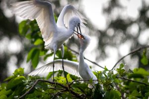 Stork Garden